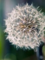 Heuschnupfen niesen schnupfen - Allergie gegen Pollen- Hausstauballergie usw.